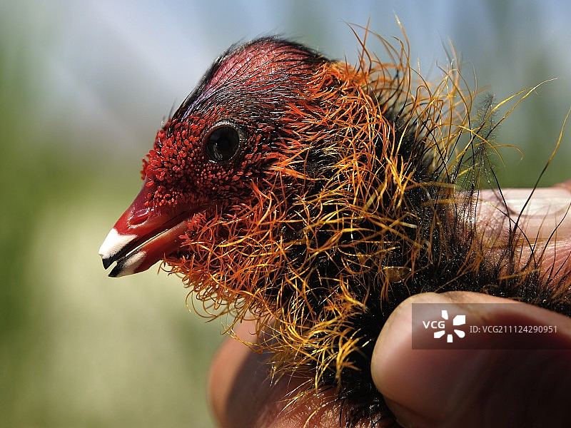 土耳其卡帕多西亚苏丹萨兹利吉国家公园的骨顶鸡特写图片素材