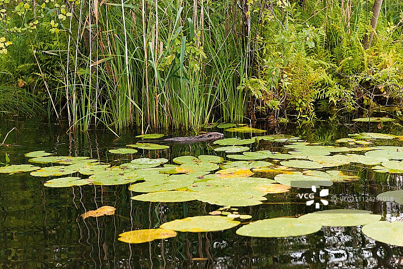 动物海狸在睡莲和芦苇间湖中游泳图片素材