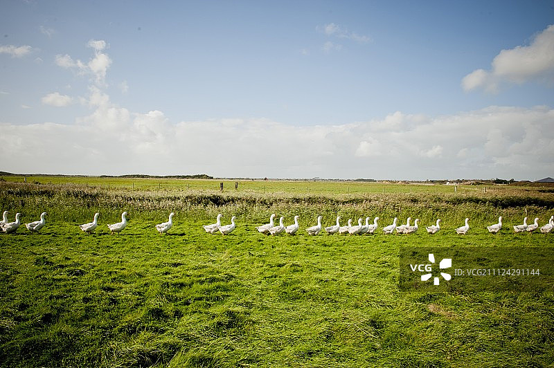 德国叙尔特岛凯图姆甘瑟霍夫草地上的鹅图片素材
