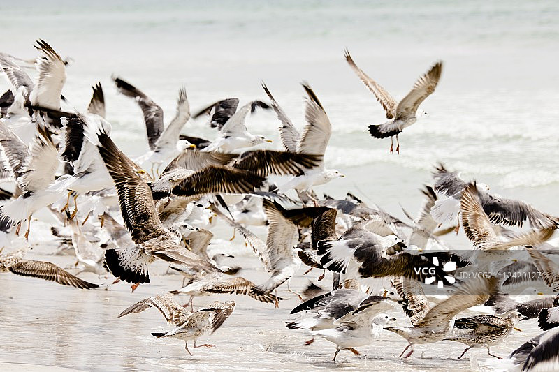 阿曼佐法尔省塞拉莱马格赛尔湾海滩上的海鸥图片素材