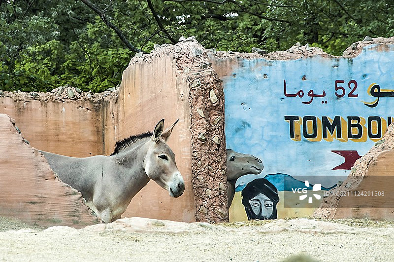 汉诺威冒险动物园里的索马里野驴图片素材