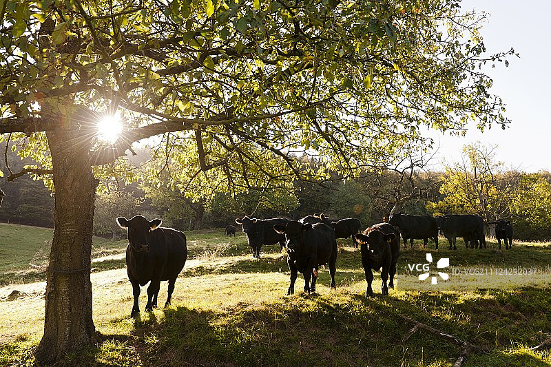 德国黑森州维岑豪森农场的阿伯丁安格斯牛图片素材