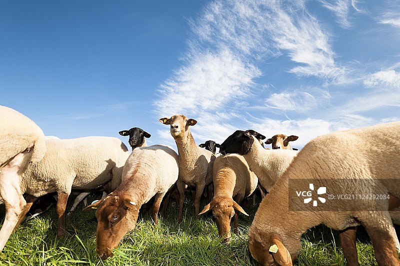 德国黑森州卡塞尔维岑豪森格罗萨尔梅罗德的草地上吃草的羊群景色图片素材