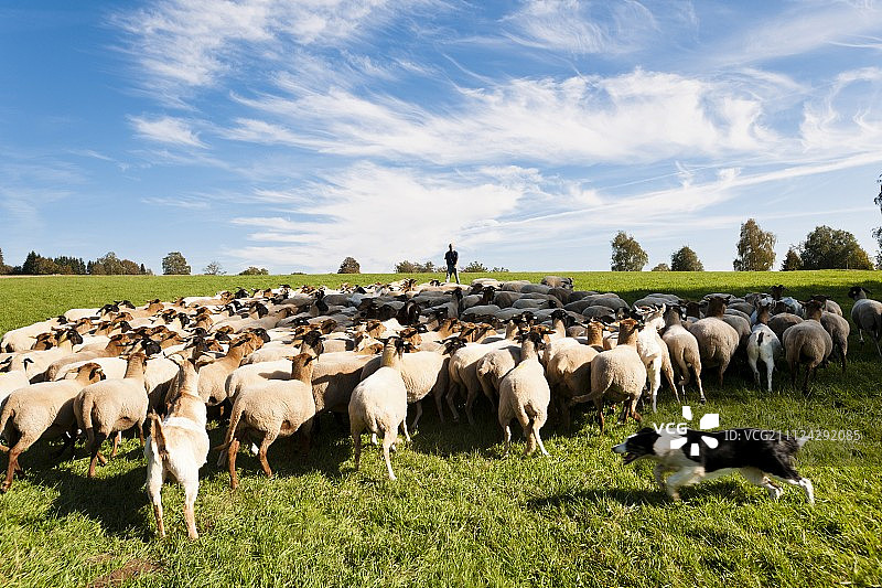 德国黑森州卡塞尔维岑豪森格罗萨尔梅罗德的草地上吃草的羊群景色图片素材