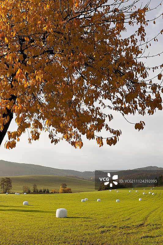 德国黑森州维岑豪森多伦巴赫的田野景观图片素材