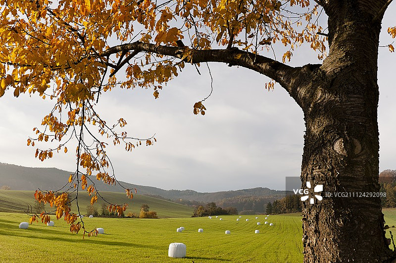 德国黑森州维岑豪森多伦巴赫的田野景观图片素材