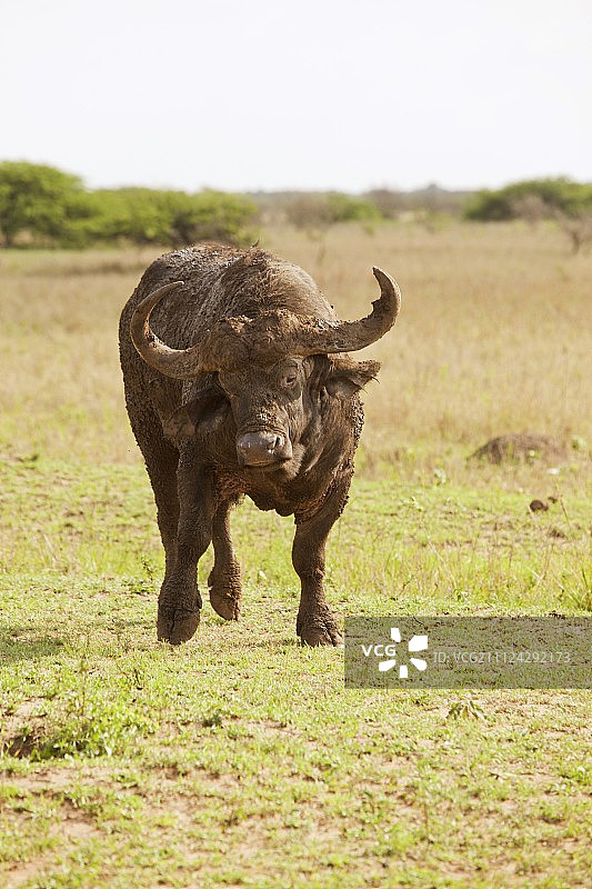 南非Phinda资源保护区奔跑的水牛图片素材