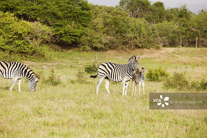 南非Phinda资源保护区的斑马图片素材