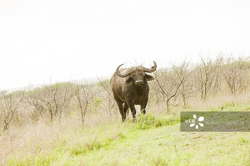 南非Phinda资源保护区奔跑的水牛图片素材