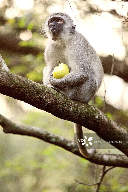 南非：树上吃水果的猴子特写图片素材