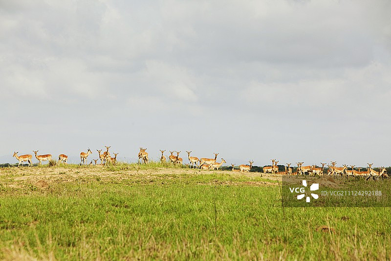 南非森林草原上的一群羚羊图片素材