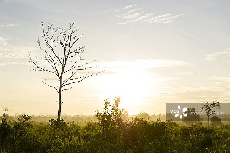 斯里兰卡乌瓦省乌达瓦拉维国家公园光秃秃的树上的孔雀图片素材