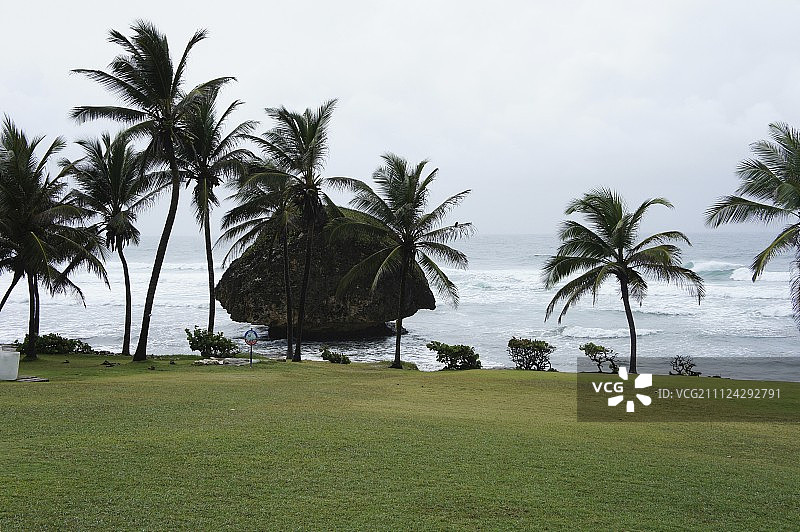 小安的列斯群岛巴巴多斯海景草坪和棕榈树图片素材