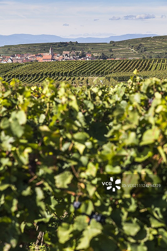 德国弗莱堡布克海姆市皇帝宝座葡萄园景观图片素材
