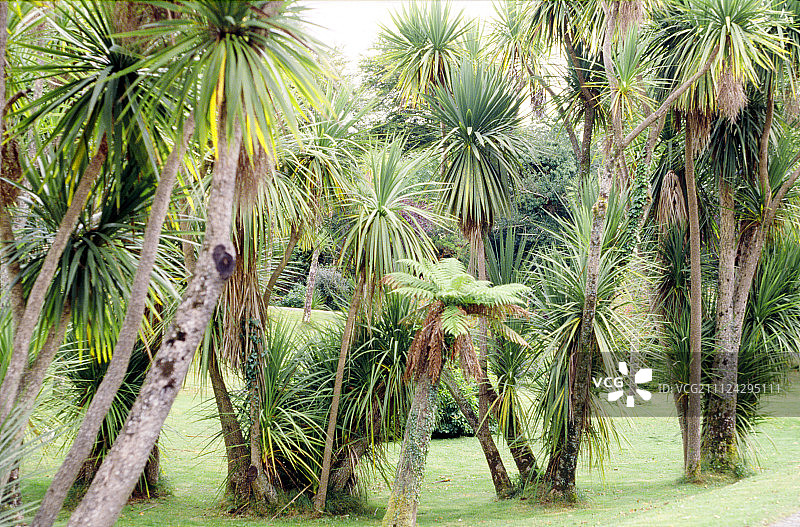爱尔兰格兰达洛郡府花园中的大型丝兰景观图片素材