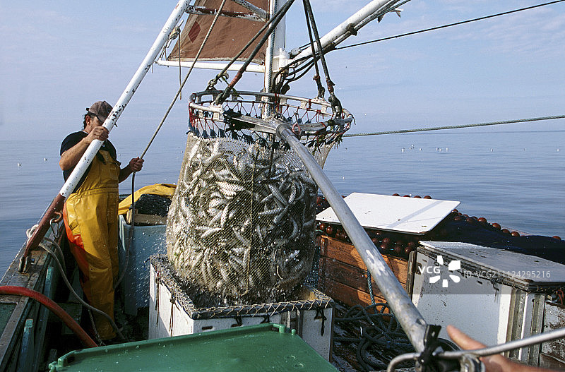 渔夫在法国布列塔尼大西洋沿岸捕捞沙丁鱼图片素材