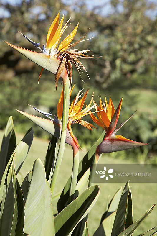 南非天堂鸟花特写图片素材