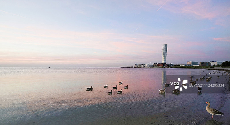 马尔默日落海中鹅群景观图片素材