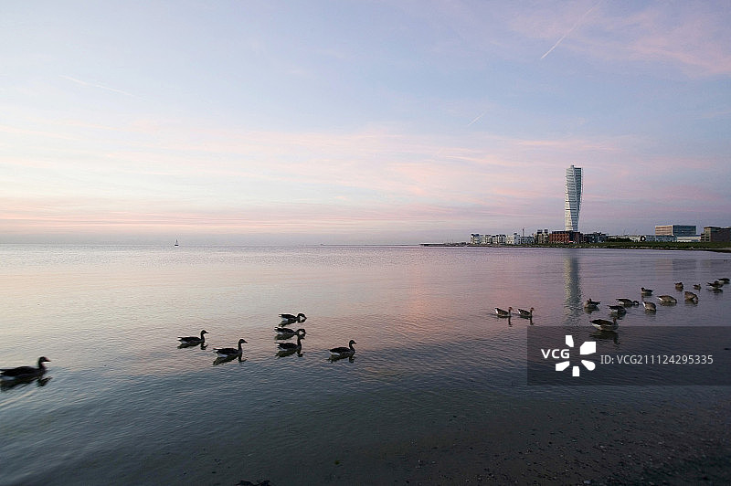 马尔默日落海中鹅群景观图片素材