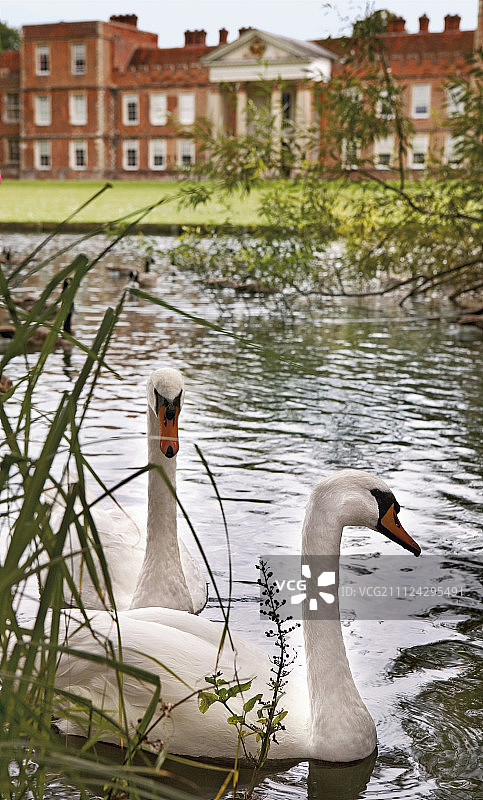 英格兰瓦恩城堡前池塘里的两只天鹅图片素材