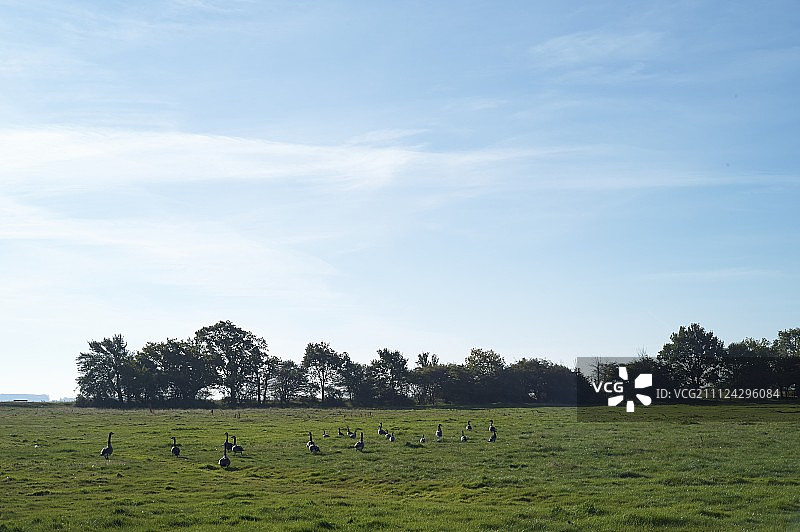 波罗的海沿岸的鹅群图片素材