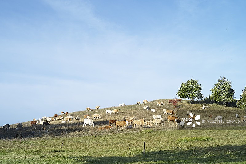 希登塞岛格里本附近草地上的奶牛，梅克伦堡-前波美拉尼亚州图片素材