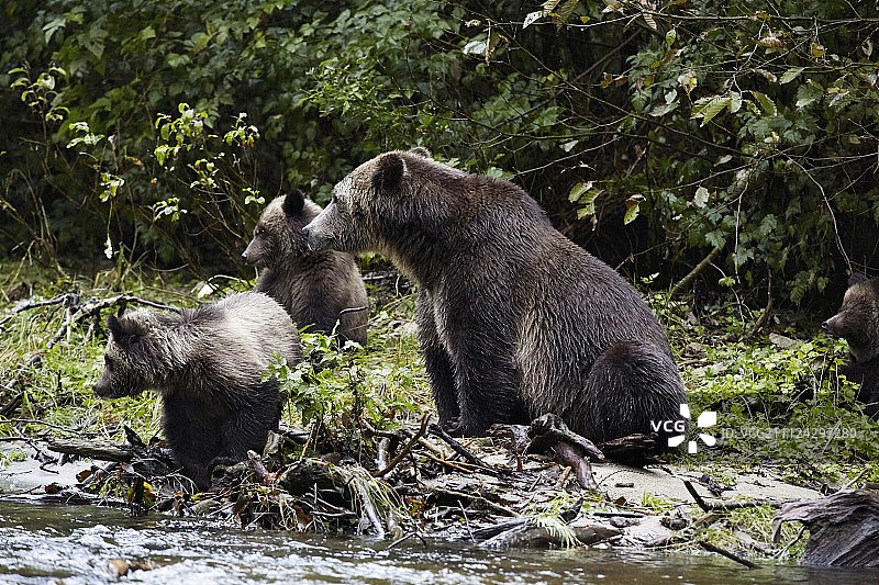 加拿大格兰代尔湾的灰熊妈妈和她的三只幼崽图片素材