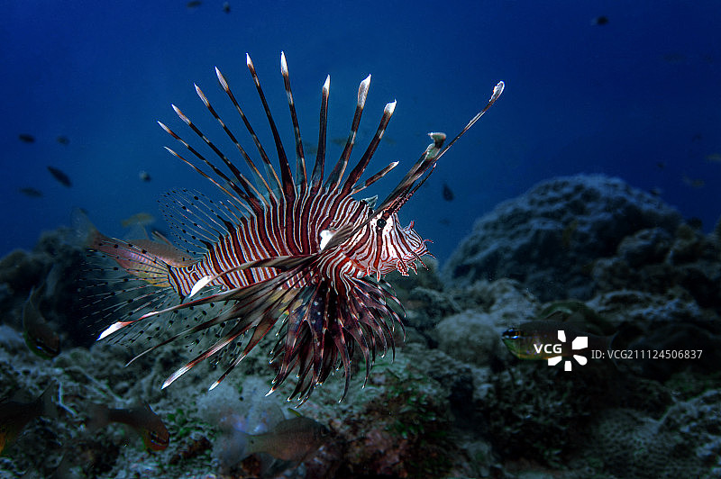 狮子鱼图片素材