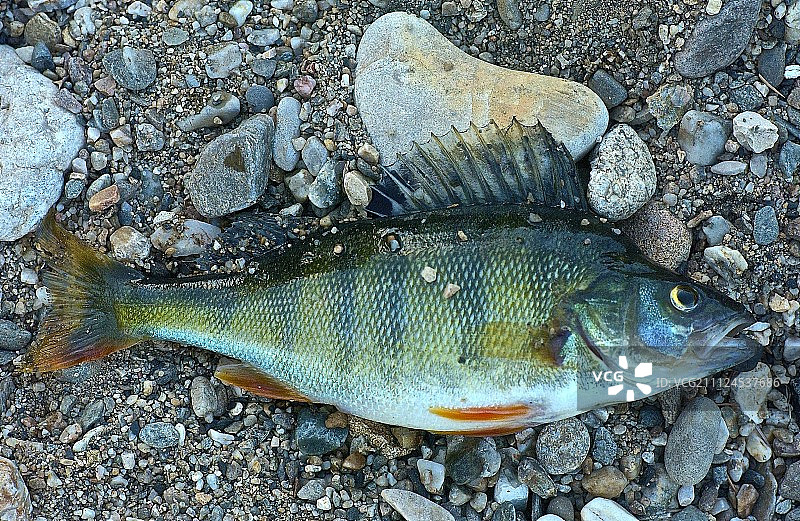 整条生鲈鱼图片素材