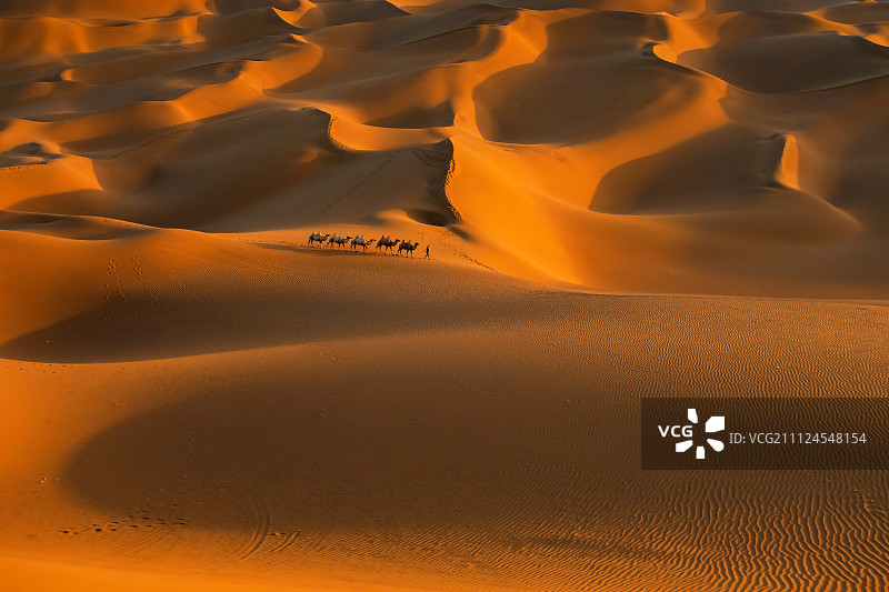 大漠驼影图片素材