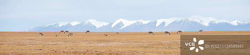 青海省可可西里藏野驴图片素材