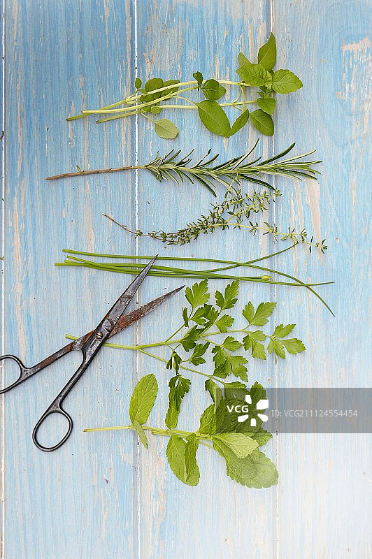 新鲜香草和剪刀静物摄影图片素材