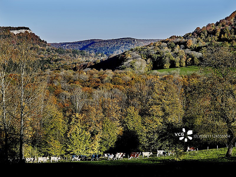 山地景观：田野里的奶牛图片素材
