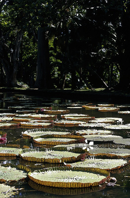 毛里求斯植物园的睡莲池塘图片素材