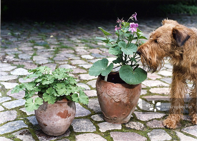 狗狗嗅探花盆里的天竺葵图片素材