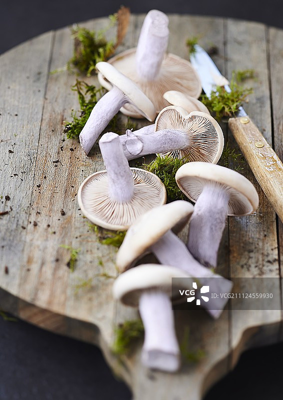 砧板上的蓝色脚蘑菇和苔藓图片素材