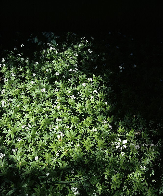 开花车叶草灌木图片素材