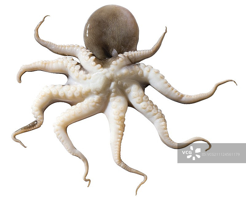 章鱼图片素材