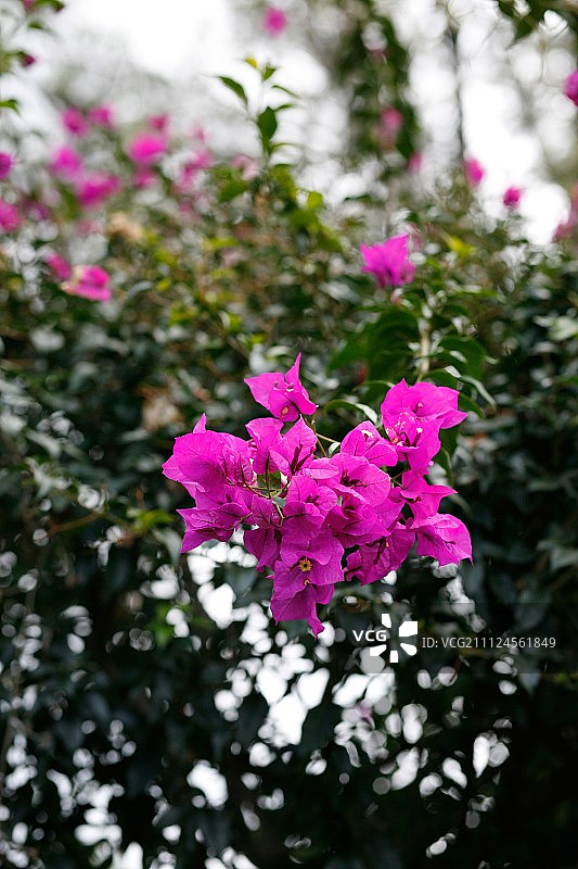 哥斯达黎加的紫色花朵图片素材