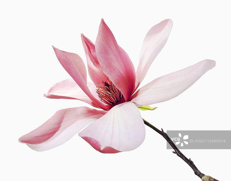 玉兰花特写，白色背景图片素材