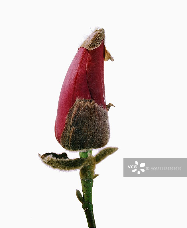 白色背景上的玉兰花蕾特写图片素材