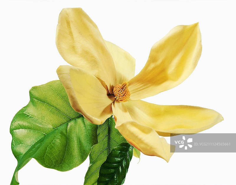 玉兰花特写，白色背景图片素材