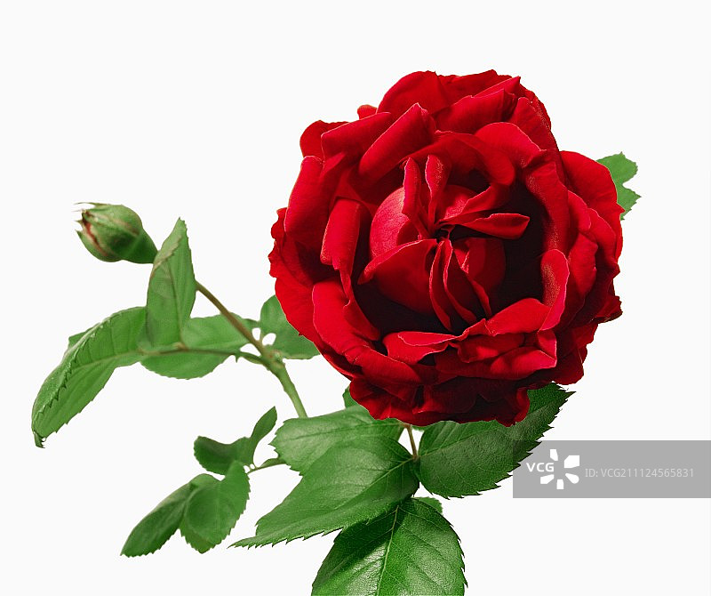 白色背景上的红色玫瑰与叶子和花蕾特写图片素材