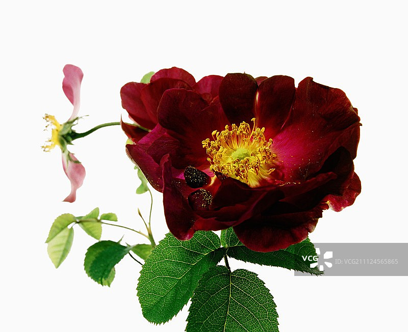 白色背景上的紫罗兰玫瑰特写图片素材