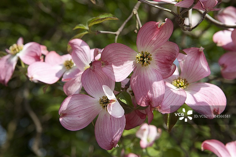 粉色山茱萸花朵特写图片素材