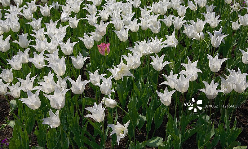 白色粉色郁金香花田图片素材