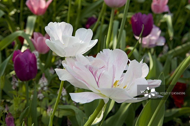 花坛中白色重瓣郁金香特写图片素材