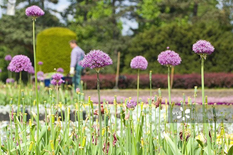 花园中的紫色大蒜图片素材