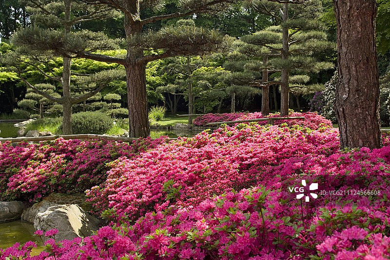 日式庭院中的粉色杜鹃花图片素材