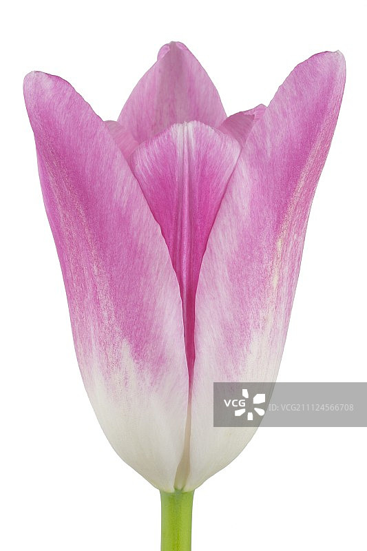白色背景上的粉色法国郁金香特写图片素材